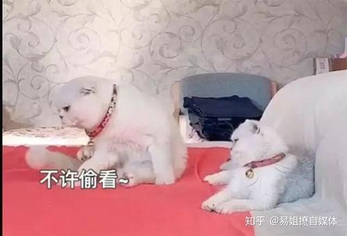 娱乐吃瓜君说刘二豆没了,娱乐吃瓜君揭秘背后真相